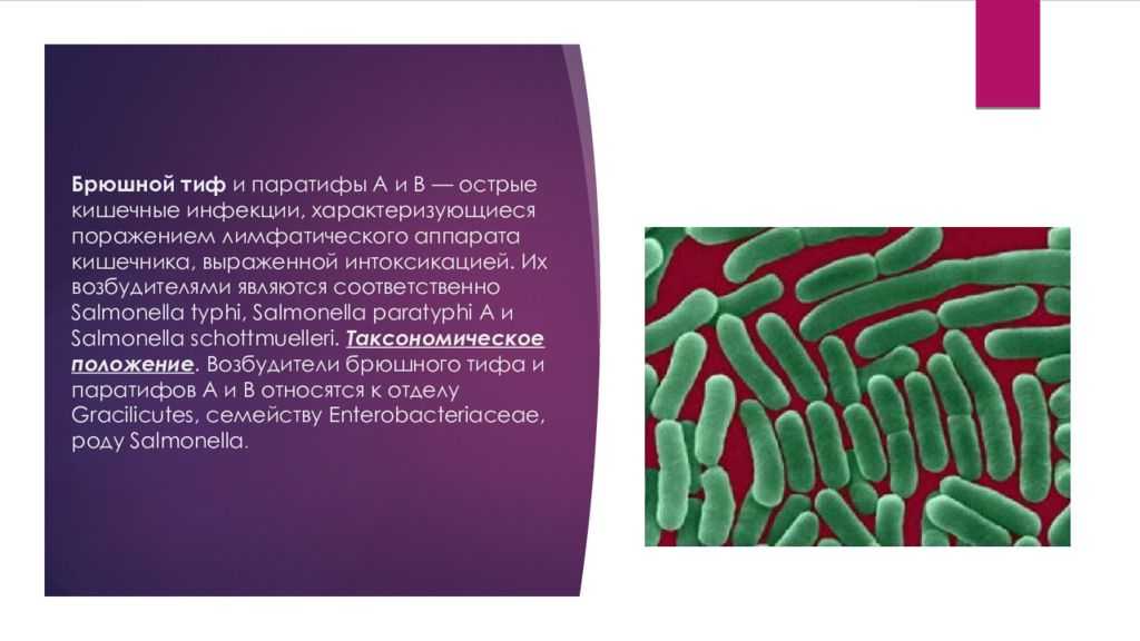 Брюшной тиф кишечные. Брюшной тиф и паратиф. Брюшной тиф возбудитель заболевания. Брюшной тиф возбудитель таблица. Возбудители брюшного тифа и паратифов.