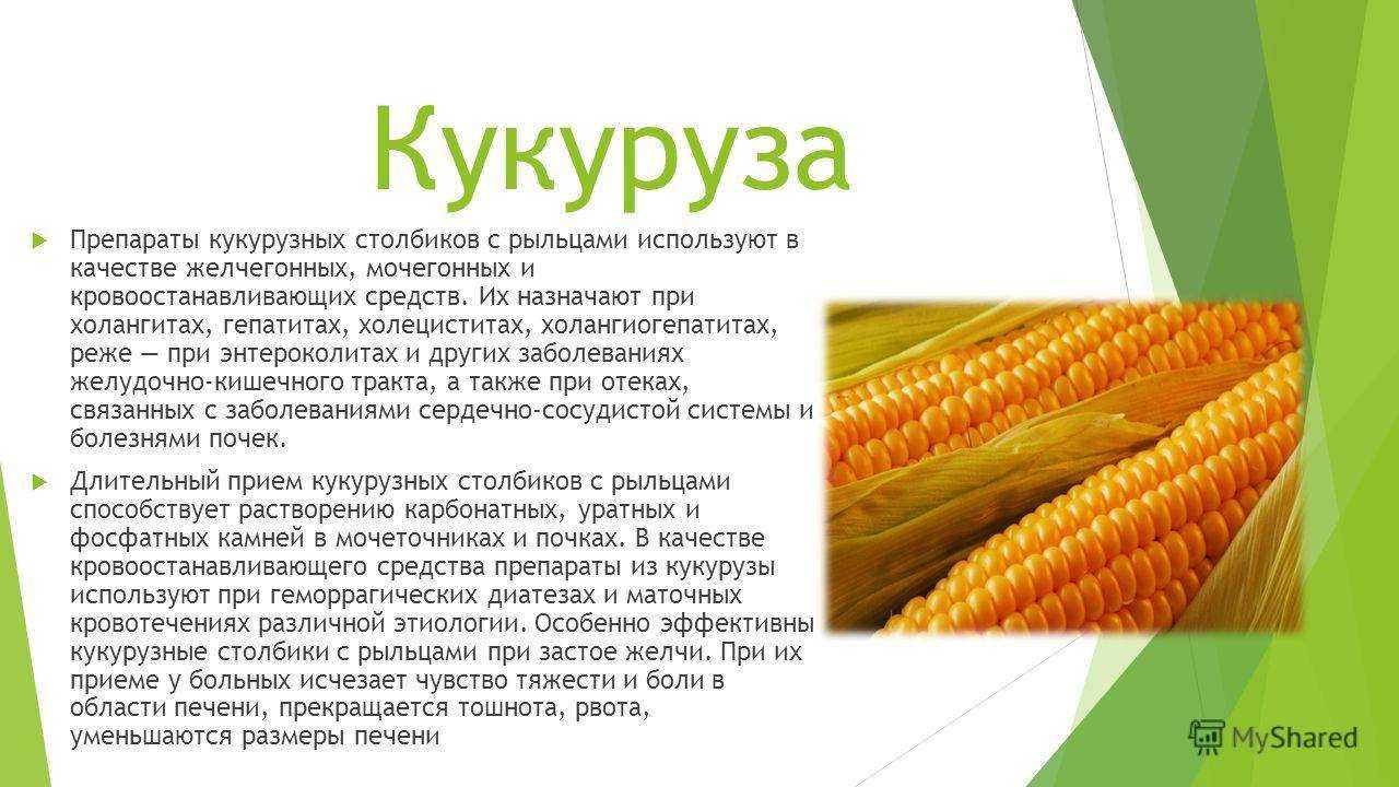 Кукуруза бобовые или зерновые