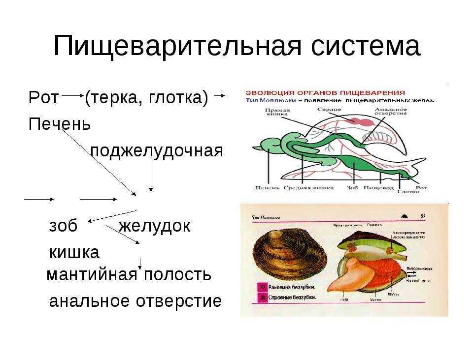 Сообщение о двустворчатых моллюсках (биология, 7 класс)