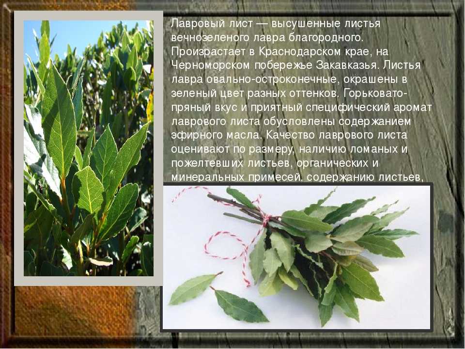 Лавровый лист – растение семейства Лавровых, обладающее отменными вкусовыми качествами и большим количеством полезных свойств