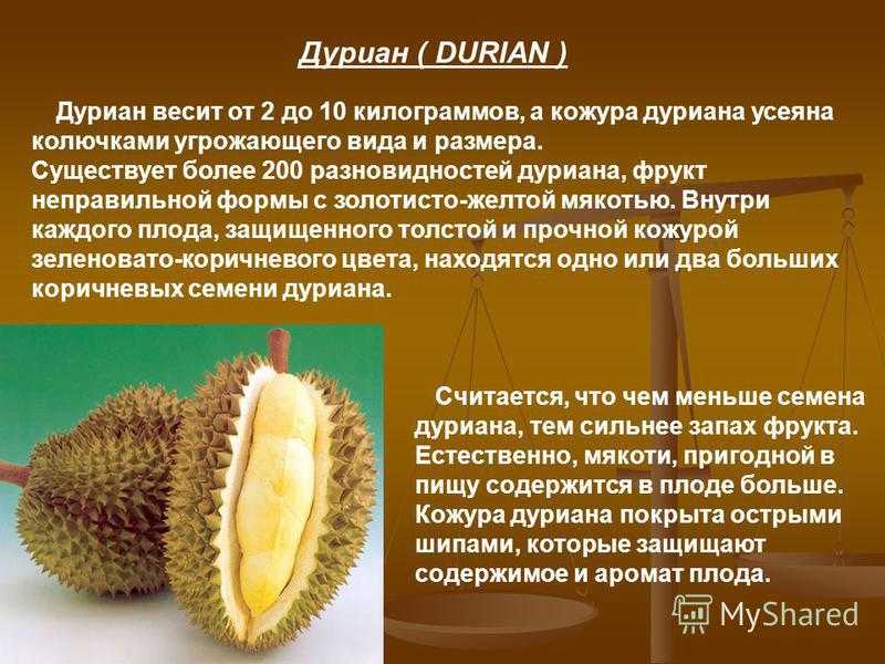 Дуриан – тропическое дерево семейства Мальвовых, которое за необычайно вкусные плоды часто называют Королем фруктов
