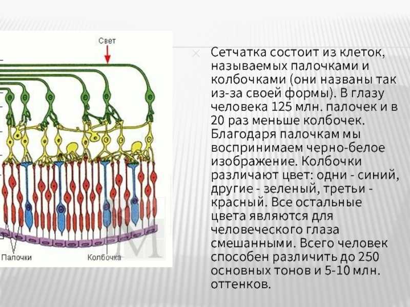 10 слоев сетчатки глаза