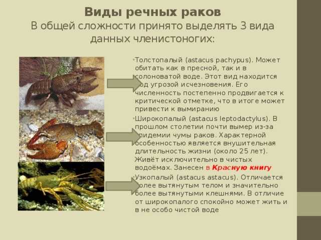 Раки – калорийность, противопоказания, вред, полезные свойства, витамины