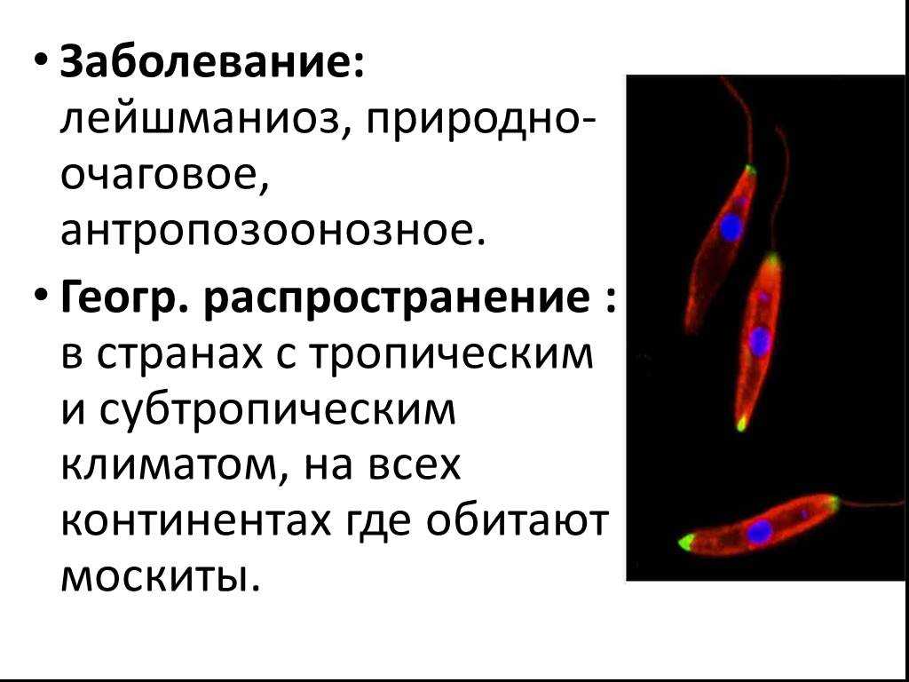 Лейшманиоз природно очаговое