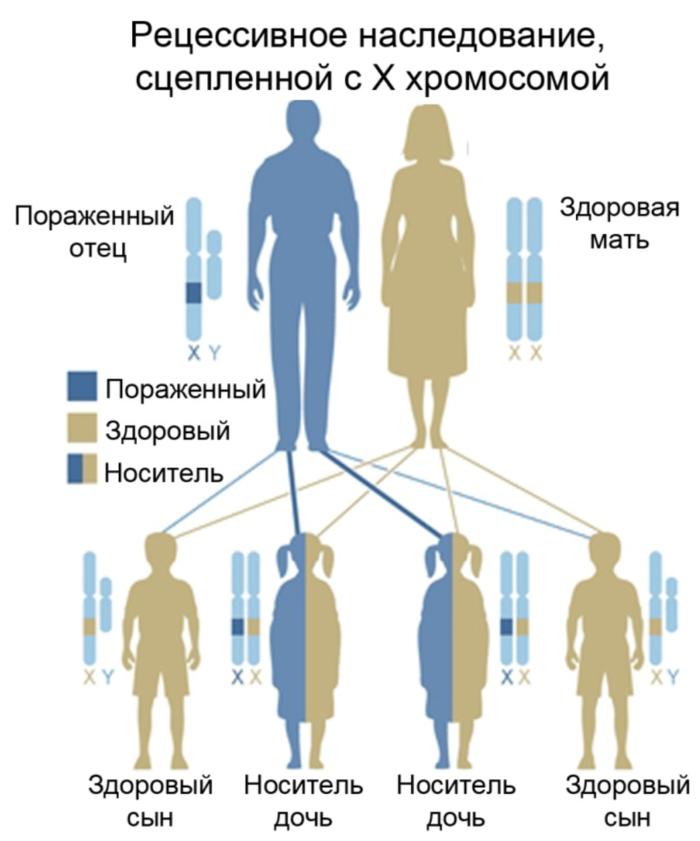 Аутосомные хромосомы заболевание. Х-сцепленное рецессивное наследование болезни. Схема наследования ихтиоза. Х рецессивный Тип наследования болезни. Сцепленный с х хромосомой рецессивный Тип наследования.