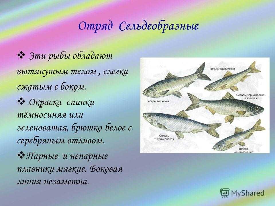 Тюлька - калорийность, польза, вред, пищевая ценность, витамины
