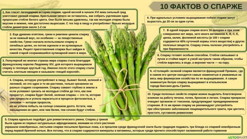 Спаржа — ранний овощ. выращивание из семян. посадка и уход. фото — ботаничка