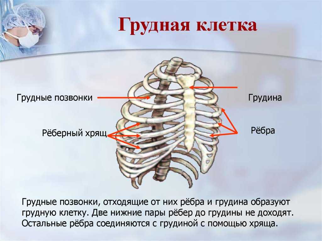 Осевой скелет человека - состав, строение и функции