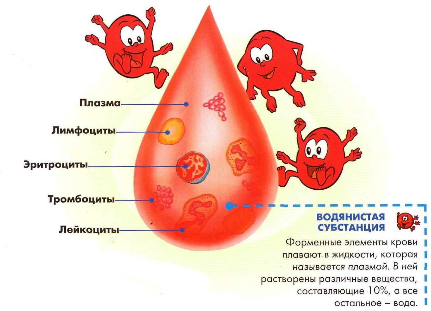 Эритроцит как нарисовать