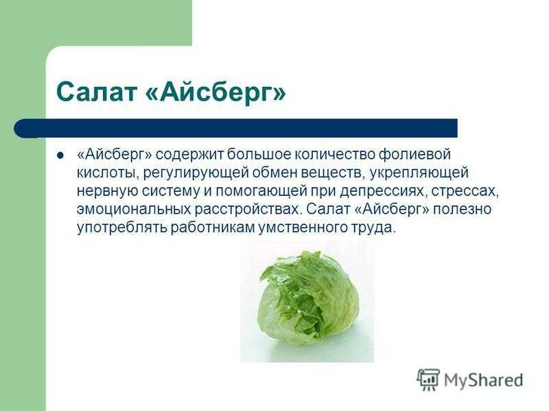Салат айсберг – его выращивание; свойства и калорийность; рецепты блюд