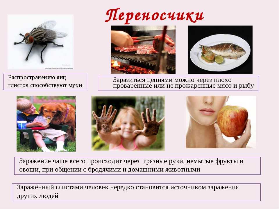 Гельминтозы человека | eurolab | научные статьи