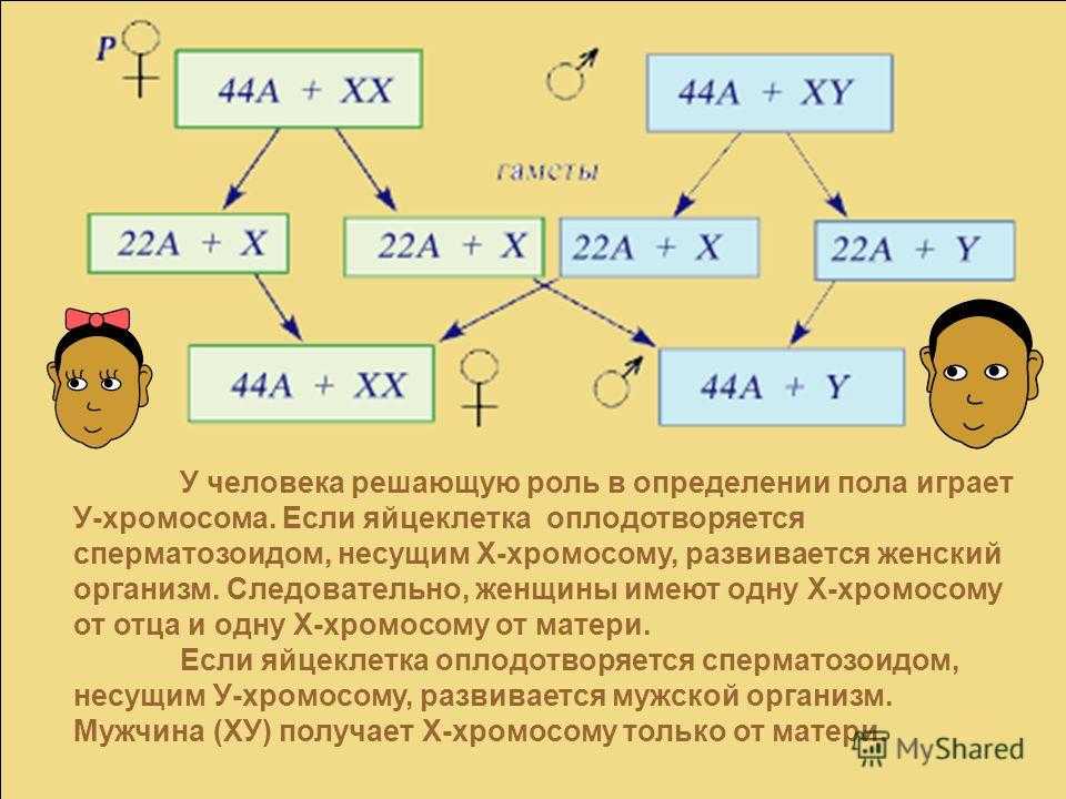 Генетика пола и наследование сцепленное с полом 10 класс презентация