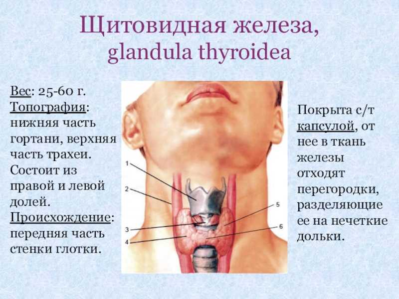 Строение щитовидной железы