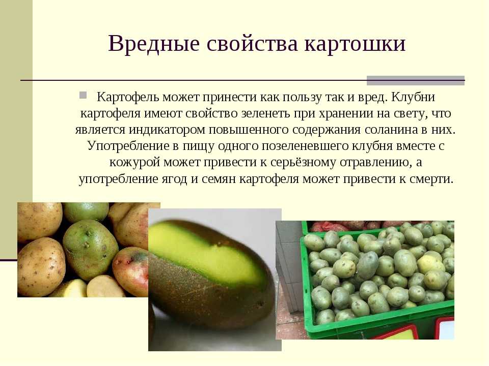 Картофель - калорийность, полезные свойства, польза и вред, описание - www.calorizator.ru