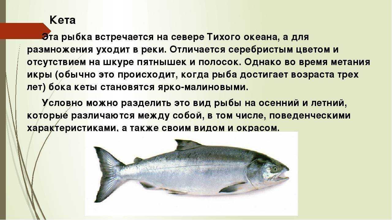 Омега 3-6-9: польза жирных кислот для организма
