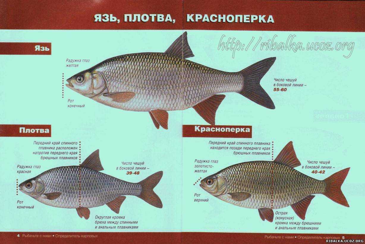 Рыба плотва содержание полезных веществ, польза и вред, свойства