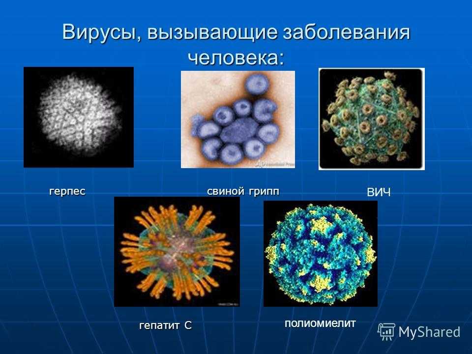 В картинках могут быть вирусы