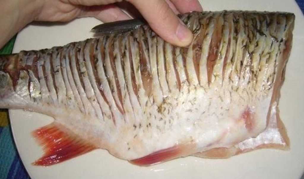 Рыба белый амур – польза и вред, применение