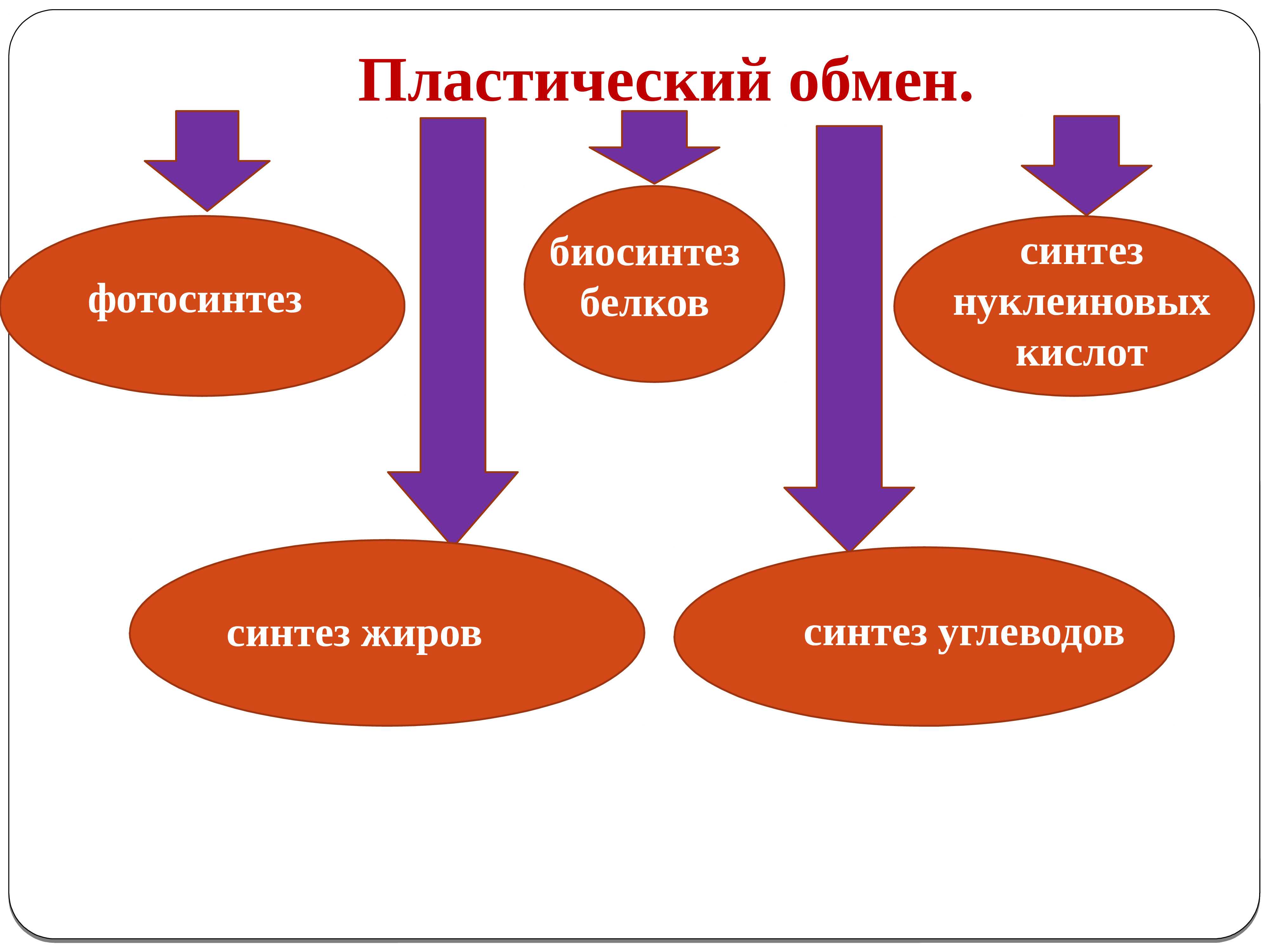 Пластический обмен и энергетический обмен презентация