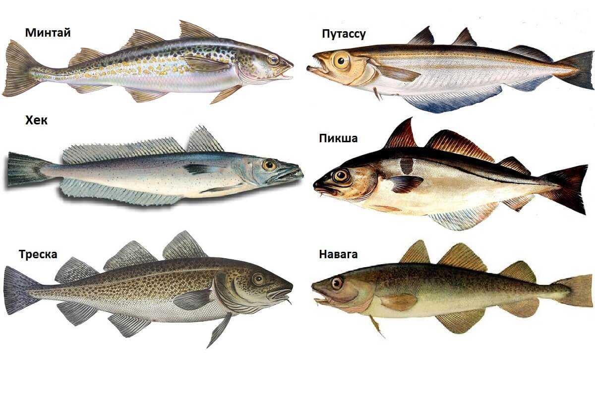 Какая рыба полезнее минтай или хек?