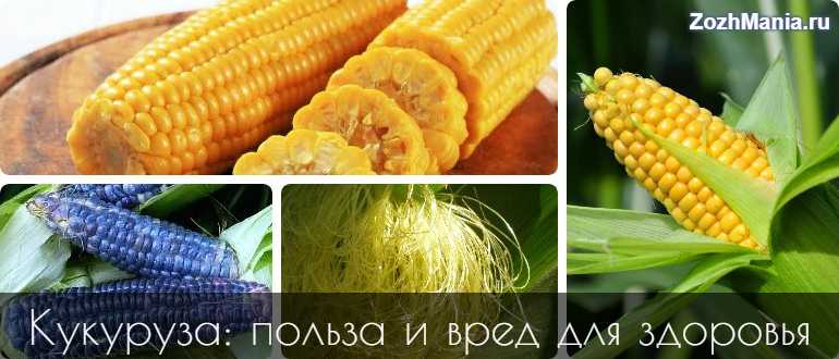 Кукуруза какая культура овощная или зерновая