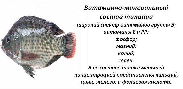 Тилапия (рыба) - вред и польза, калорийность, состав, как приготовить рыбу тилапию.