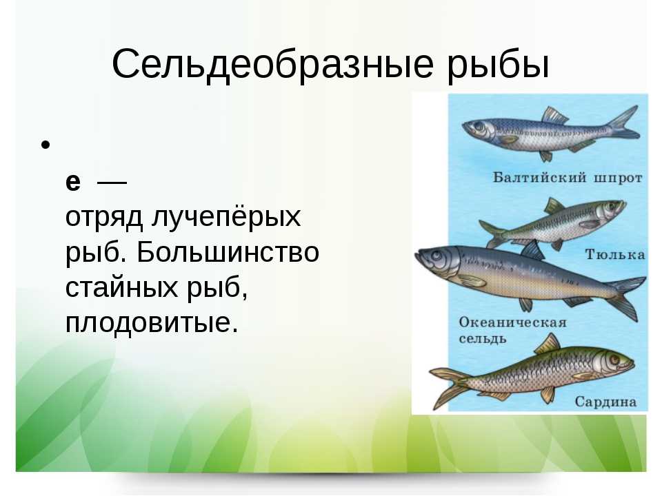 Какой орган присутствует только у представителей рыб. Сельдеобразные представители. Отряд Сельдеобразные. Сельдеобразные рыбы. Сельдеобразные рыбы представители.