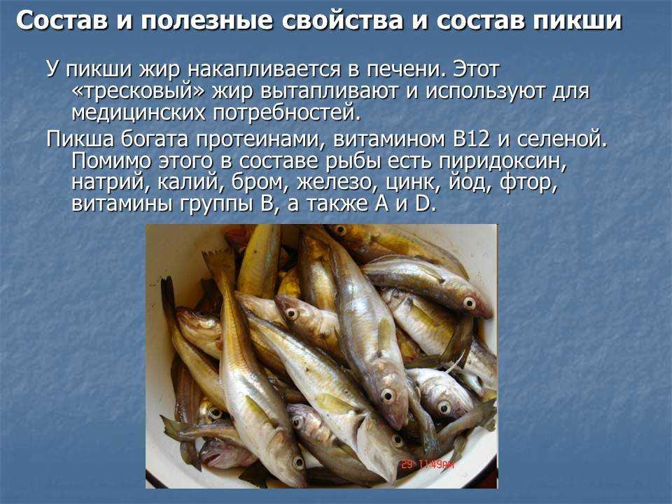 Хек: польза и вред, важные свойства, сравнение с другими рыбами