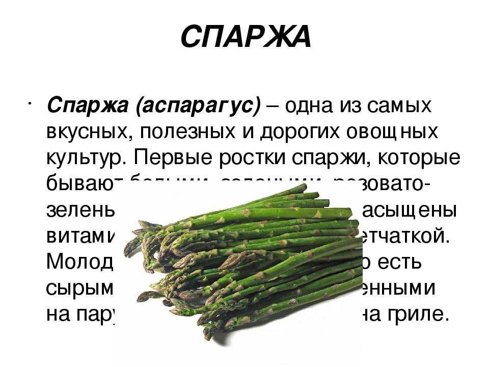 Аспарагус — 10 видов для создания своего тропического уголка
