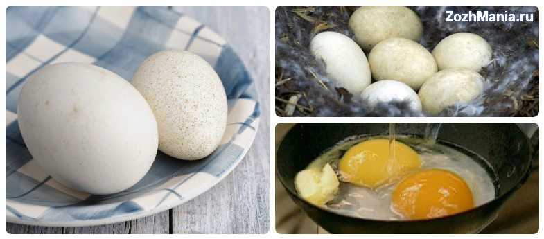 Яйцо гусиное: питательные характеристики | food and health