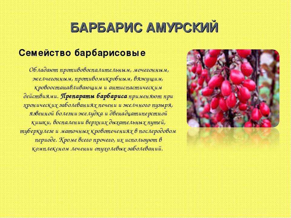 Барбарис польза и вред для здоровья. Барбарис растение описание. Барбарис Амурский семейство. Характеристика семейства Барбарисовые. Барбарис презентация.