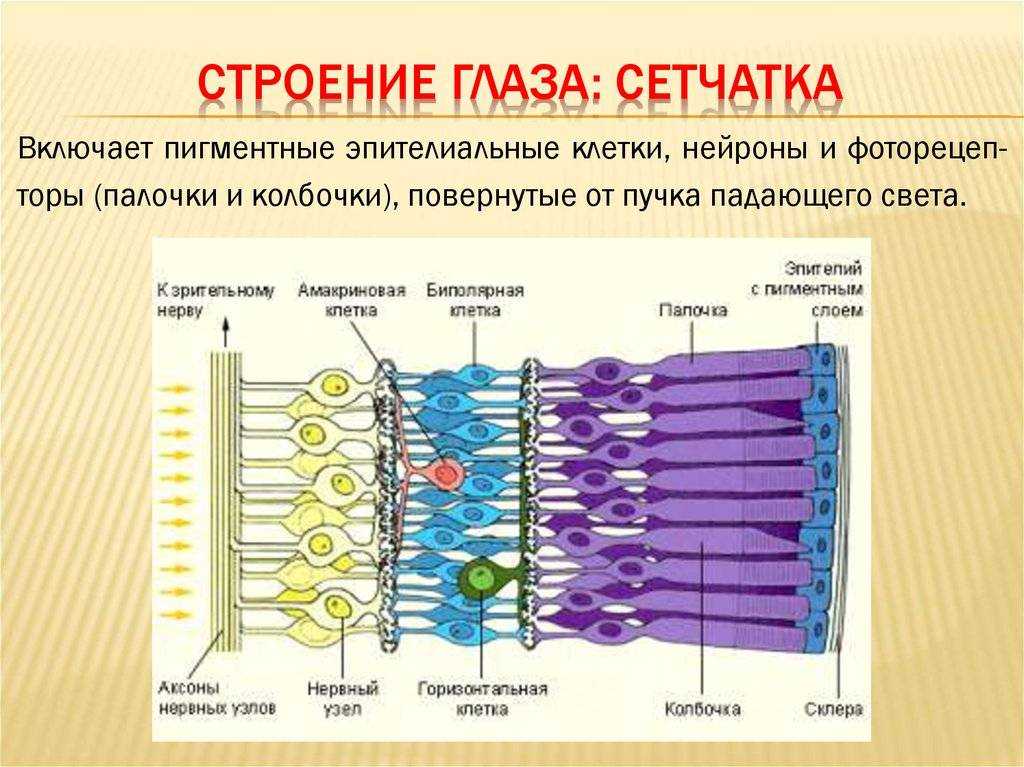 Заболевания сетчатки