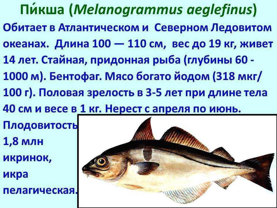 Описание рыбы хек, её польза и вред для человеческого организма, диетический рецепт приготовления