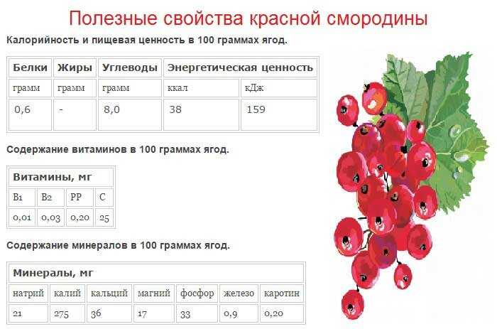 Самая полезная ягода в мире для организма человека - топ 5
