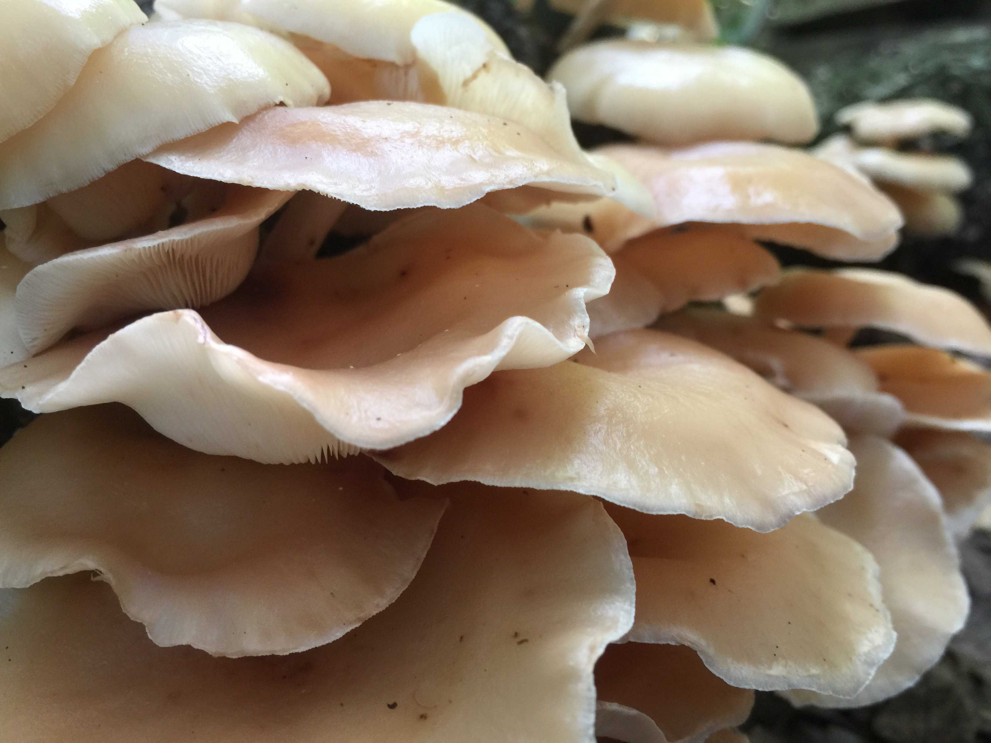 7 полезных свойств грибов вешенок для здоровья человека