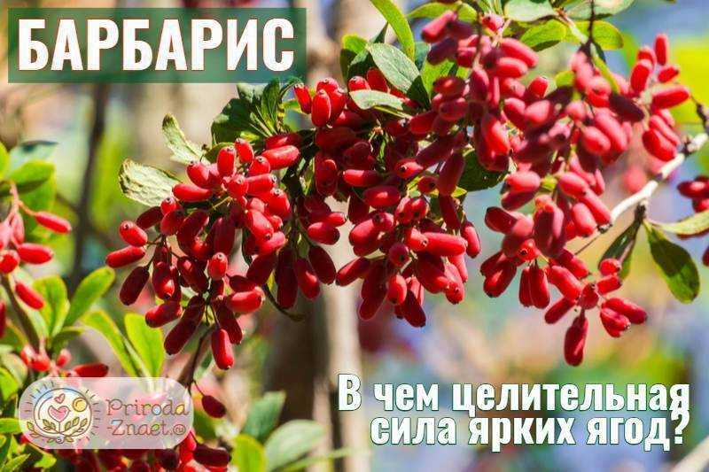 Соевый батончик "рот фронт". состав и калорийность :: syl.ru