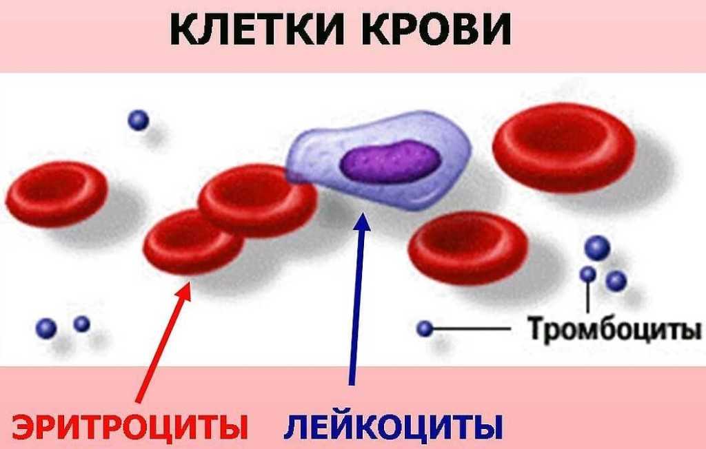 Основы безопасности жизнедеятельности11 класс