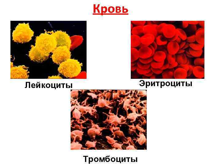 65. человек и его здоровье
                                читать 0 мин.
