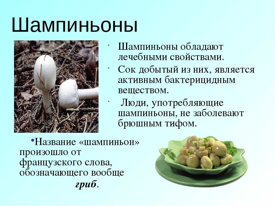 Разновидности осенних опят: фото, видео, описание съедобных грибов, когда появляются и как растут