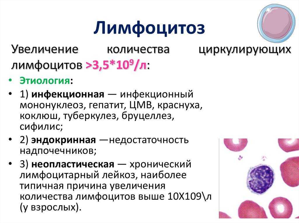 Лимфоциты человека | анатомия лимфоцитов, строение, функции, картинки на eurolab