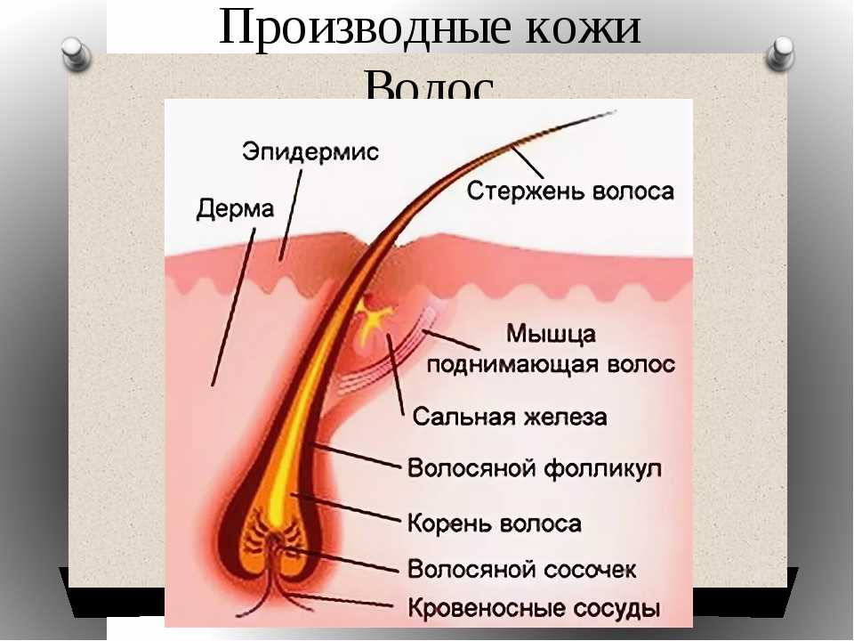 Строение волоса рисунок