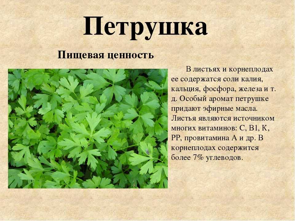 Презентация про петрушку для детей