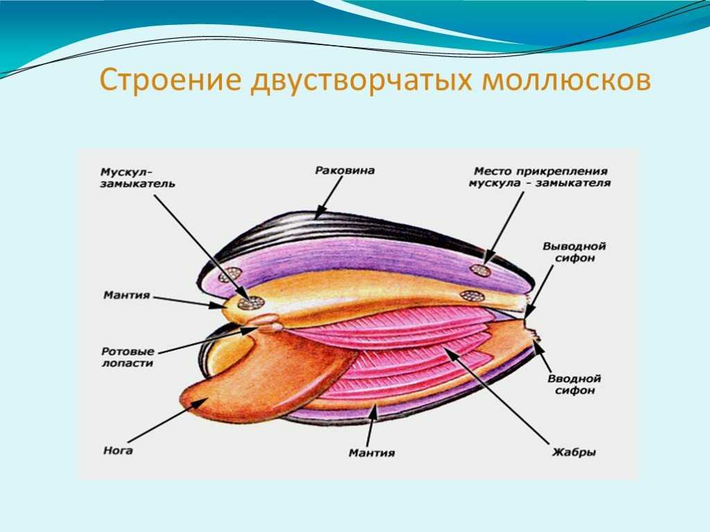 Тип моллюски полость тела