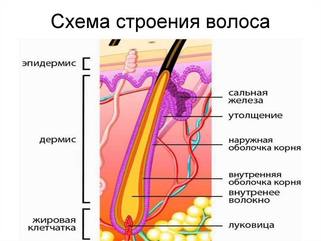 Схема волос в разрезе