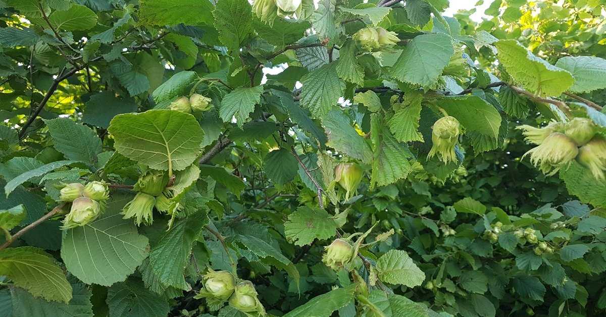 Фундук: польза и вред, калорийность, в чем секрет продукта? фундук – самый полезный продукт из семейства орехоплодных - автор екатерина данилова - журнал женское мнение