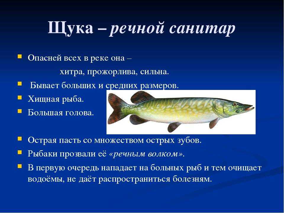 Жерех: описание, где живет, чем питается, ловля, рецепты