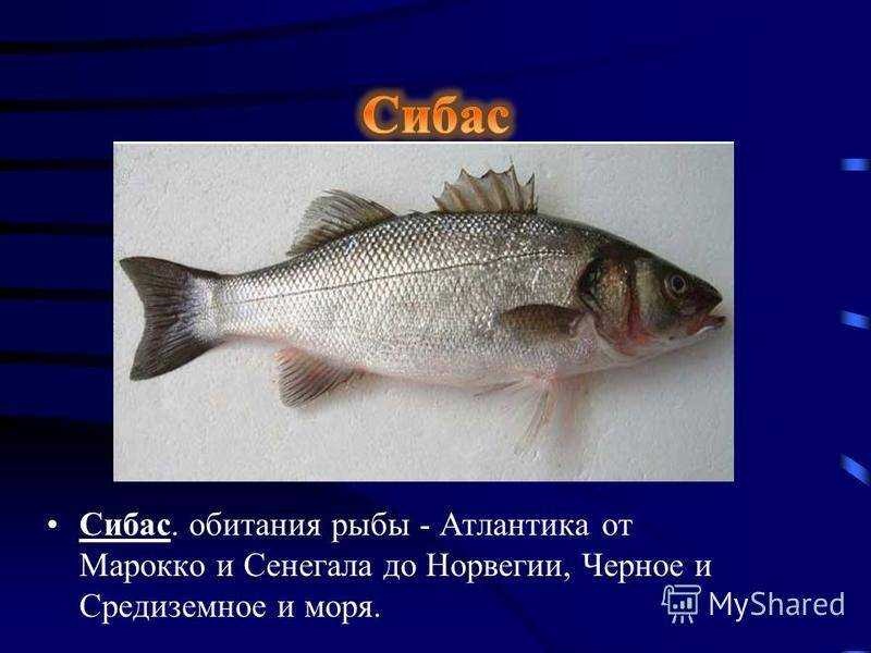 Рыба сибас фото и описание. Сибас рыба описание. Сибас место обитания. Морской волк рыба сибас. Сибас рыба место - обитания.