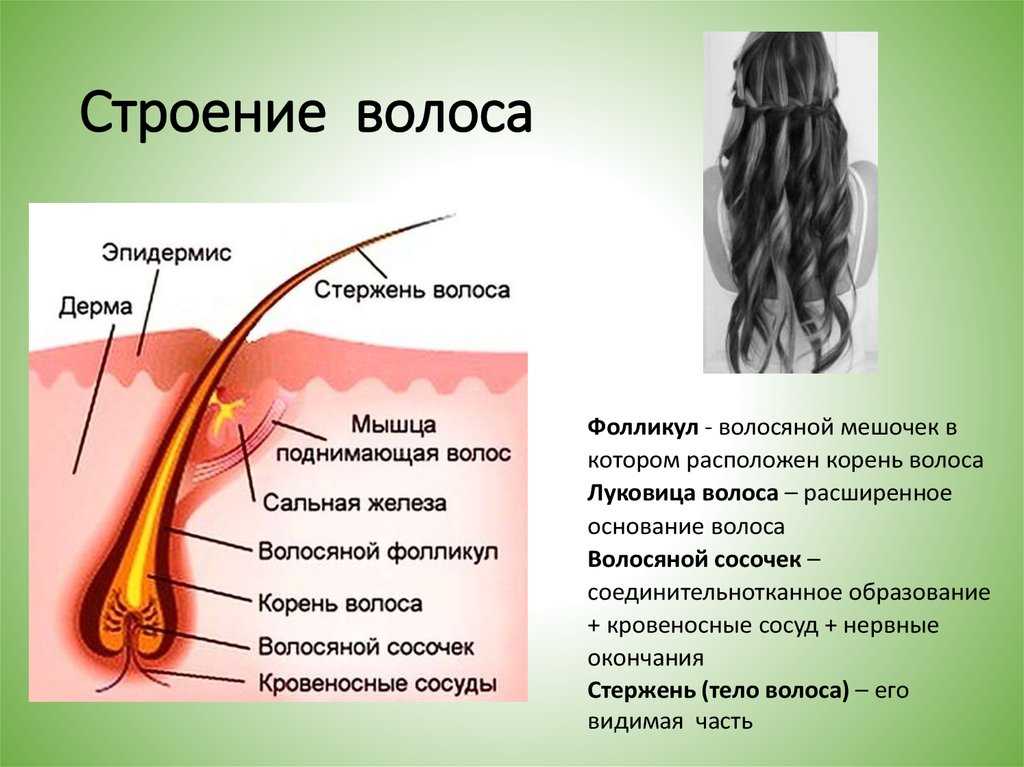 Строение волосяного фолликула схема