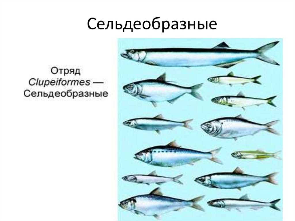 Какой орган присутствует только у представителей рыб. Отряд Сельдеобразные семейство. Сельдеобразные рыбы. Сельдеобразные строение. Признаки отряда Сельдеобразные.