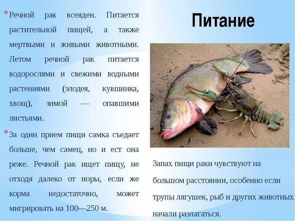 Раки: польза и вред, калорийность